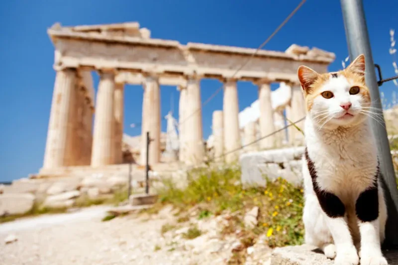 Gato junto a ruinas griegas