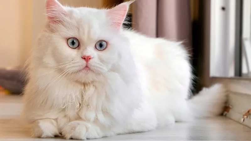 gato persa