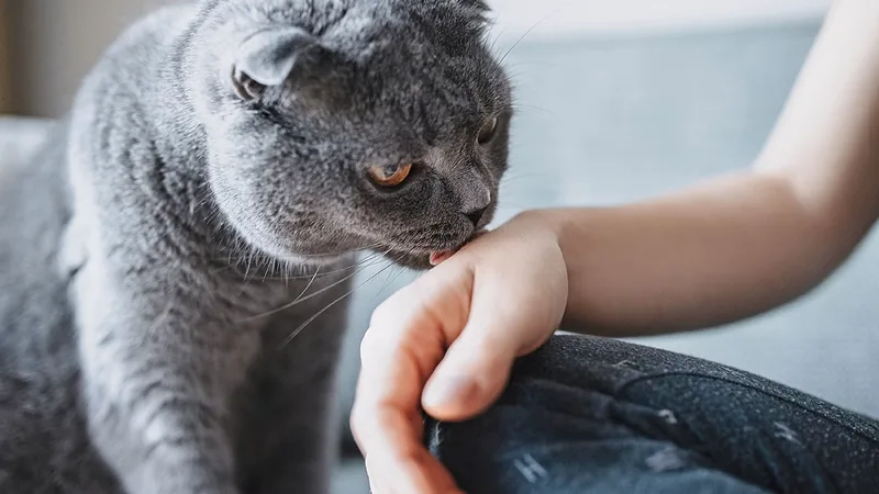 gato lamiendo malta