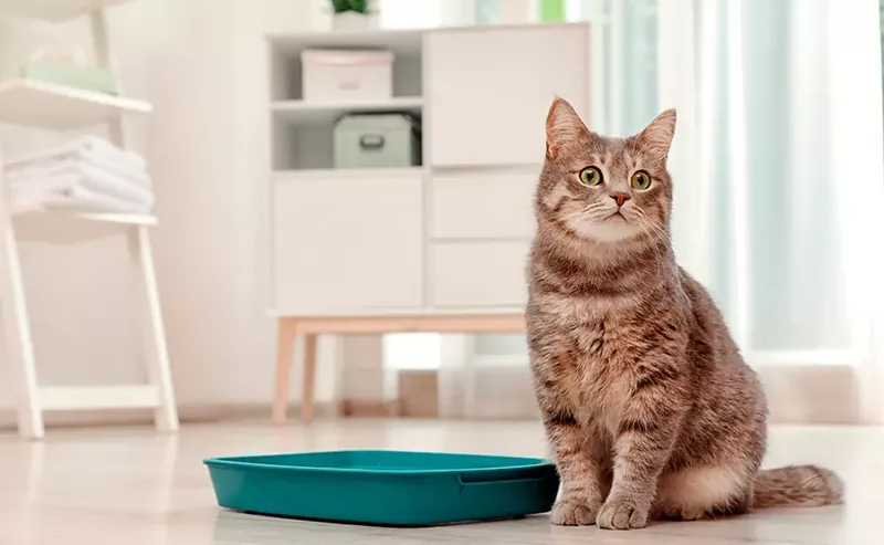 cuál es la mejor arena para gatos