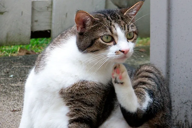 gato con pulgas se rasca