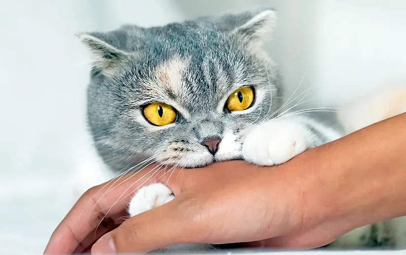 mi gato muerde cuando lo acaricio