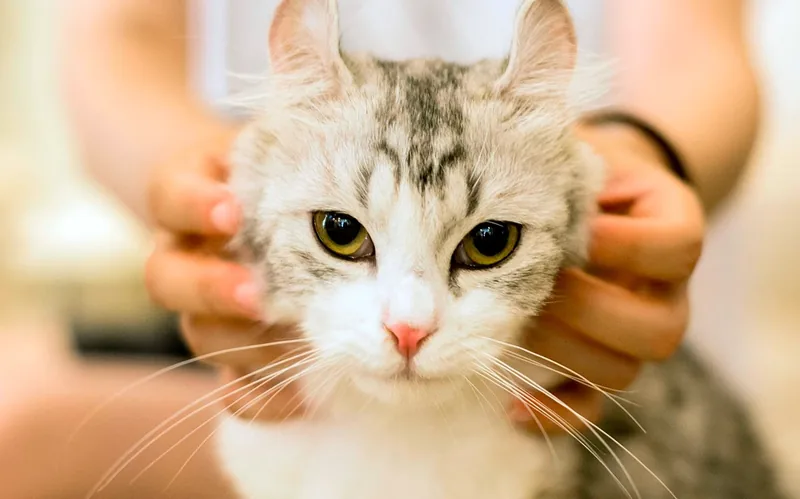 gato persiguiendo a su humana
