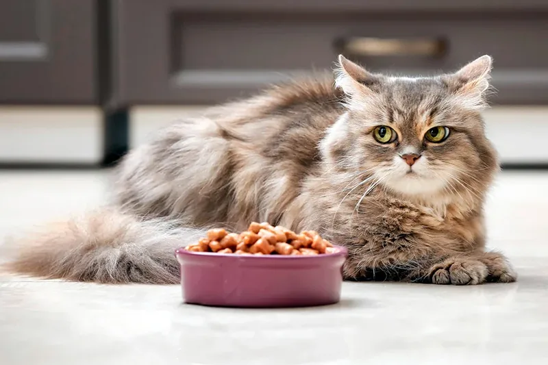 gato esperando que lo acompane a comer