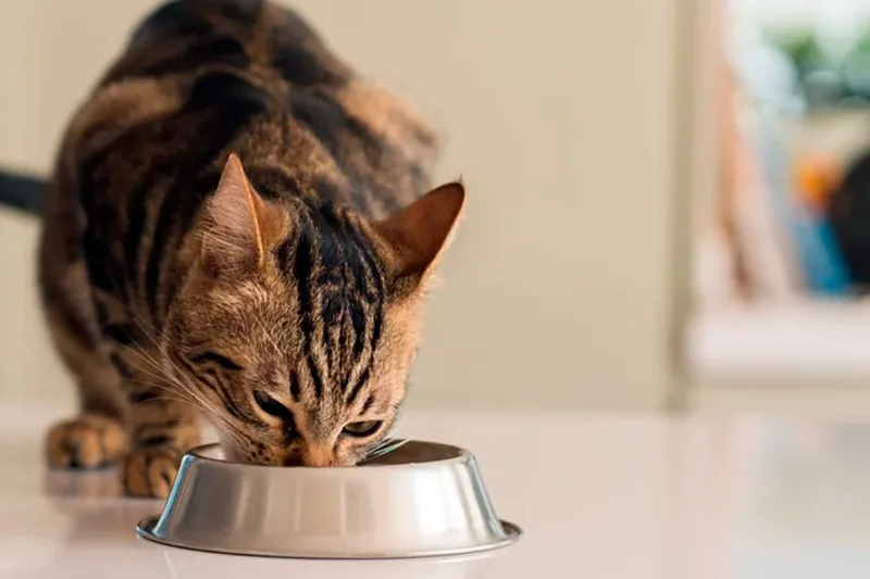gato comiendo solo