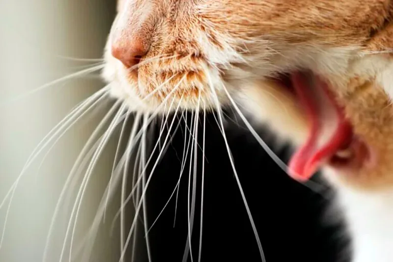 gato vomitando