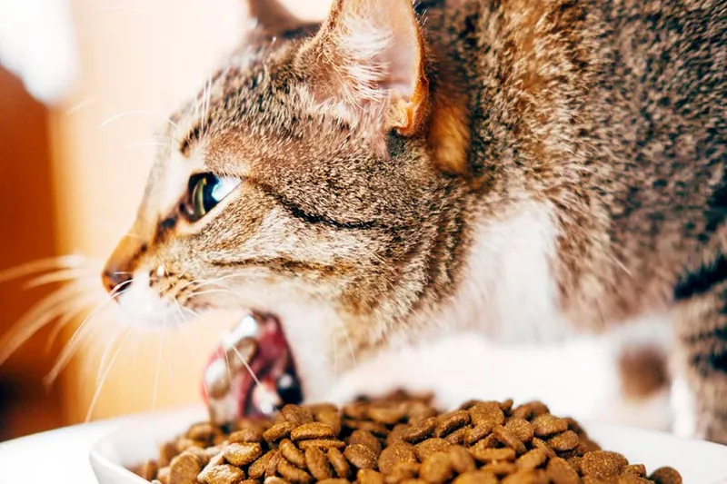 gato vomita despues de comer