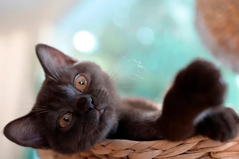 nombres para gato macho