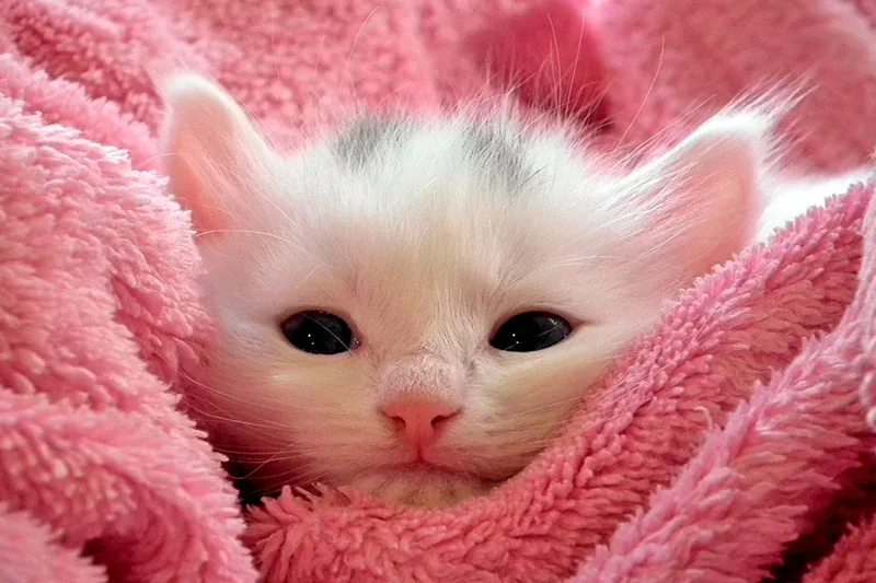 nombres para gatitas