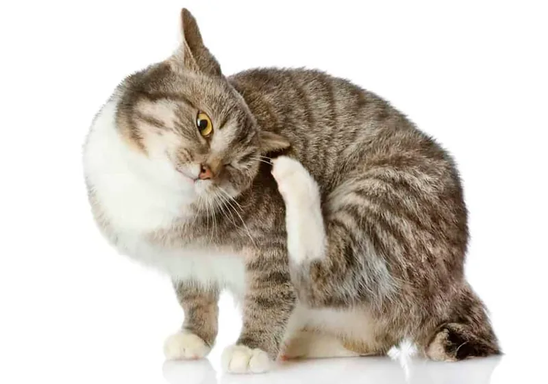 gato con otitis se rasca la oreja