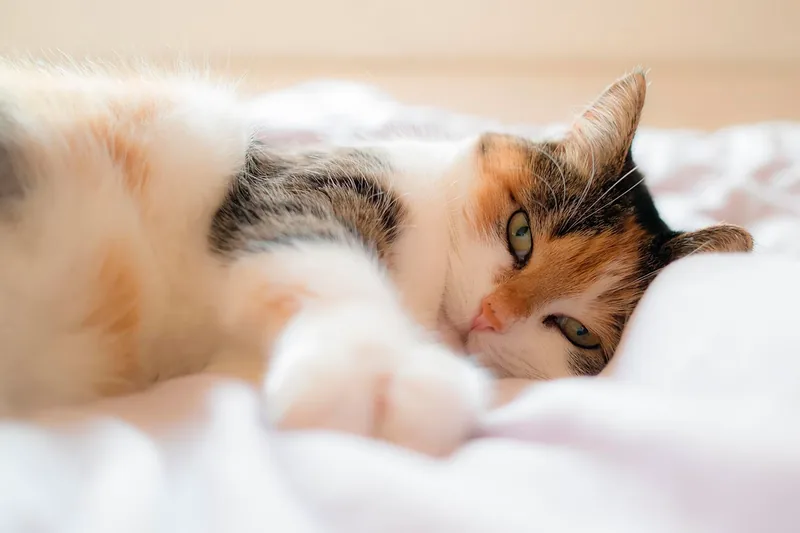 gato enfermo de panleucopenia
