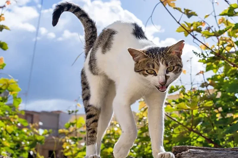 gato con la espalda encorvada