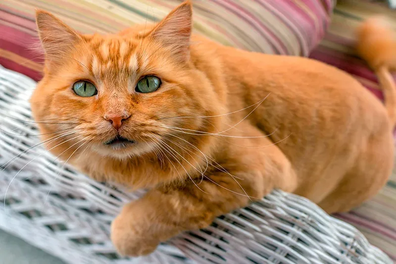 gato de color naranja