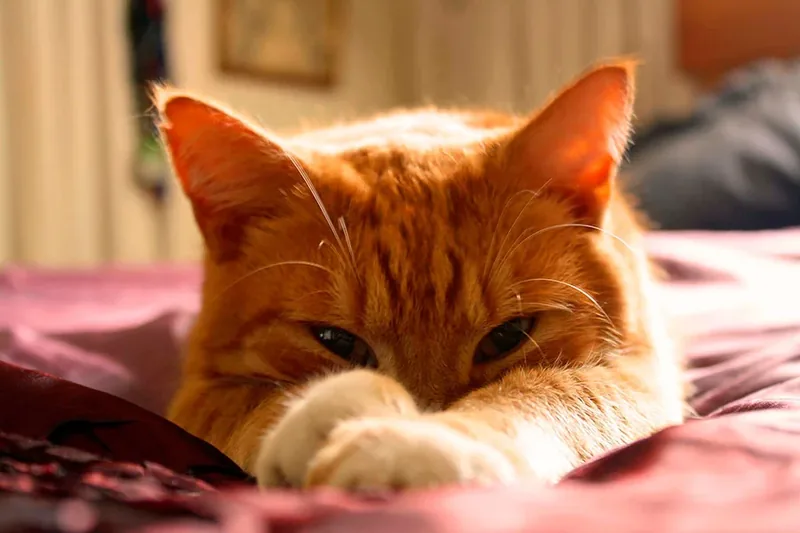 gato naranja con caracter jugueton