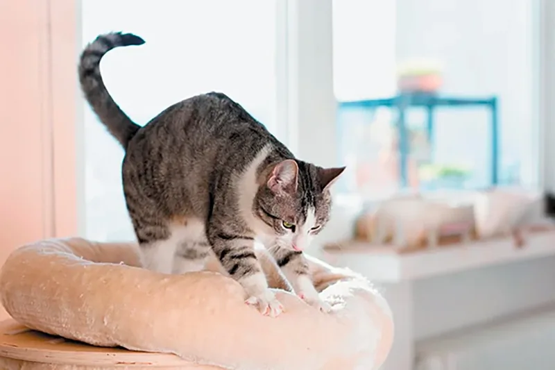 gato amasa