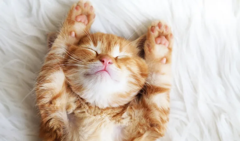 gato durmiendo