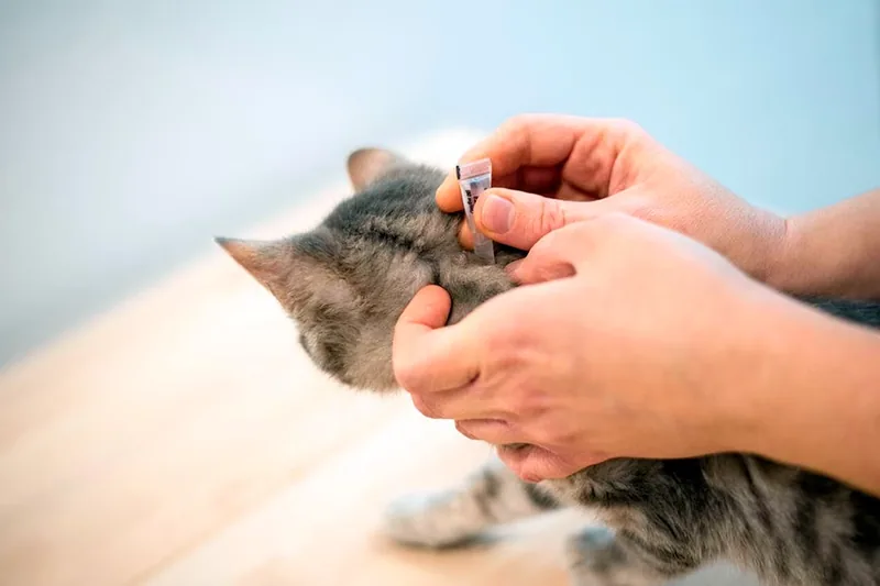 combatiendo pulgas en gato con una pipeta spot on