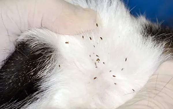 pulgas en el pelo del gato
