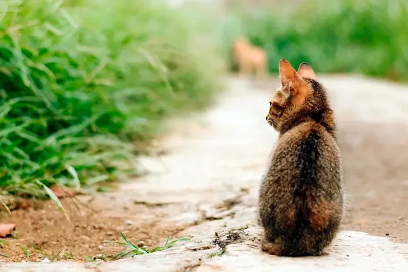 gato abandonado