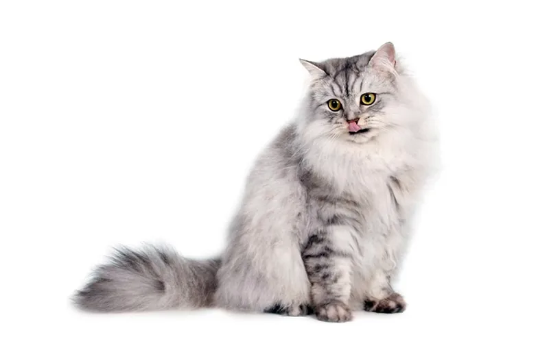 gato Ragamuffin