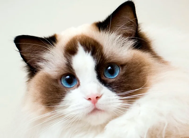 gato ragdoll
