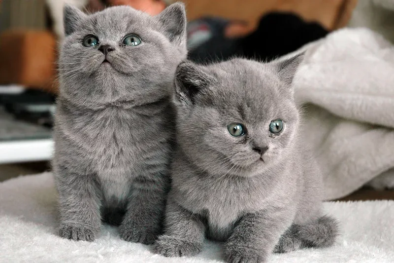 razas de gato de color gris