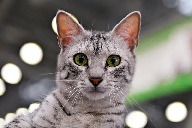 gato mau egipcio gris