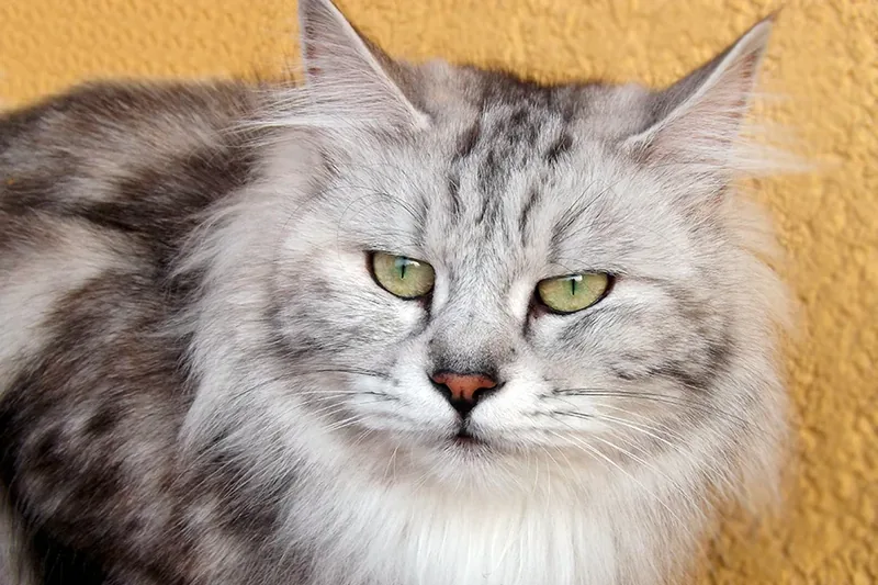Kurilean bobtail gato
