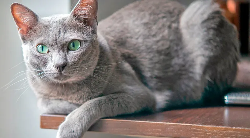 Korat gato