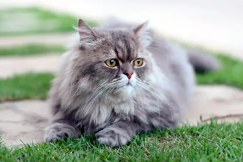 Persa tabby gato