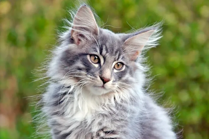 gato bosque de noruega de color gris