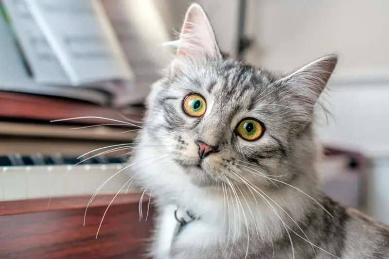 Gato siberiano de color gris