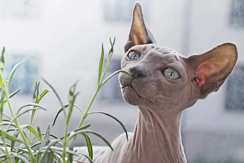 razas sin pelo de gatos