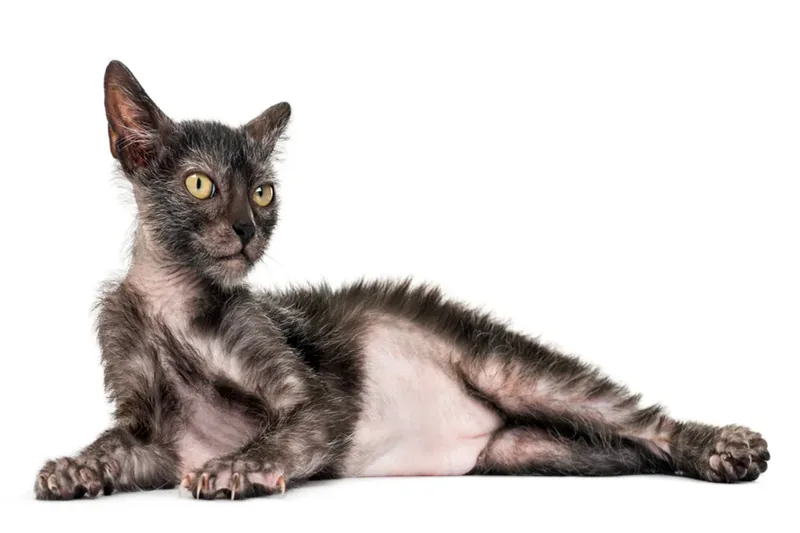 Lykoi gato