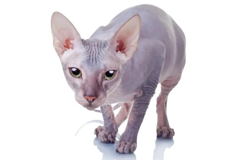 gato Donskoy