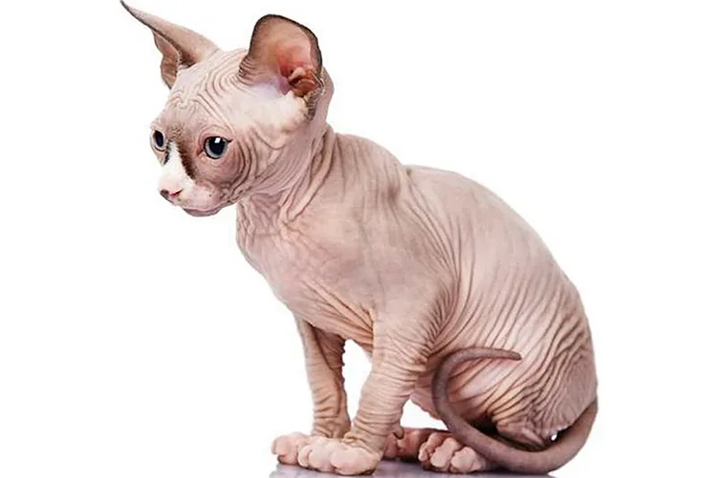gato Minskin