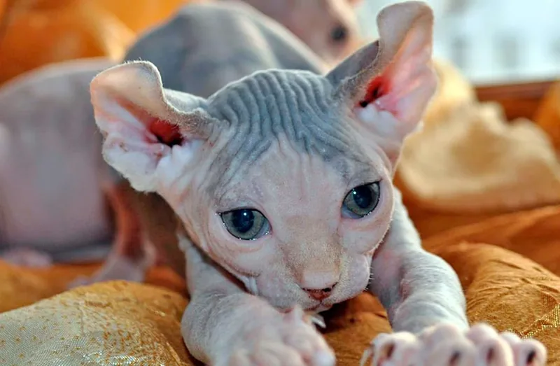 Gato Elfo
