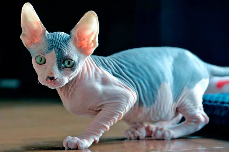 gato Kohana