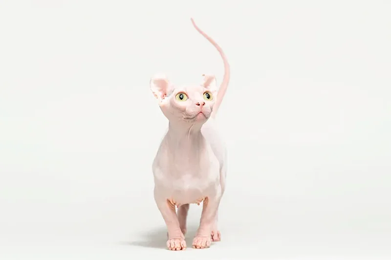 Dwelf gato