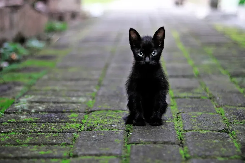 gato negro mala suerte