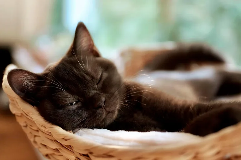gato con inmunodeficiencia felina descansando