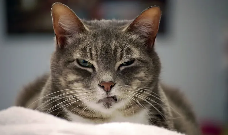 sonidos que molestan a los gatos