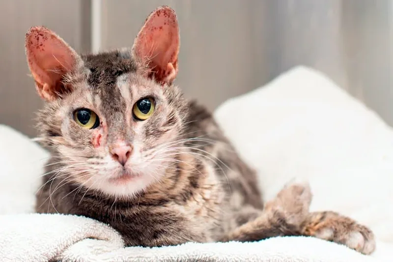 gato infectado de sarna