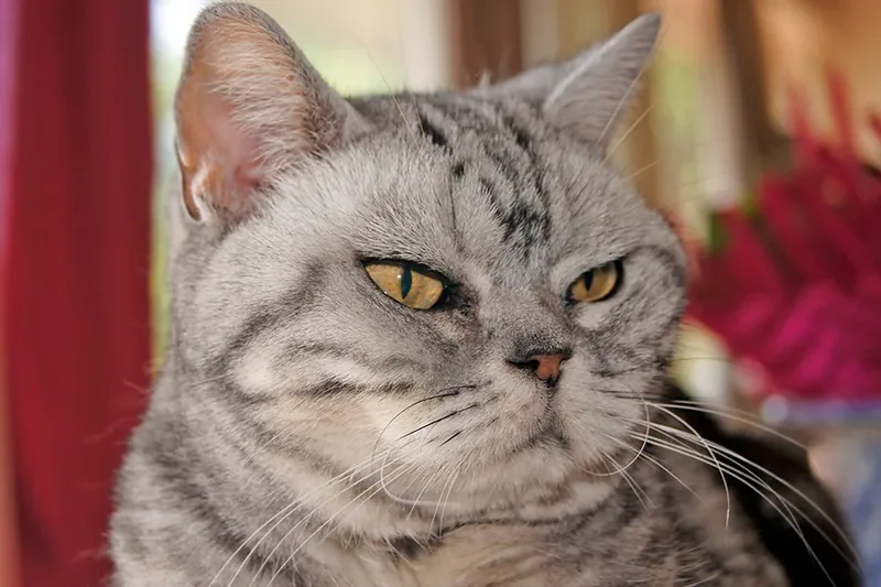 gato enfadado