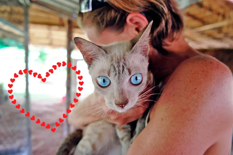 senales de gato que no recibe amor