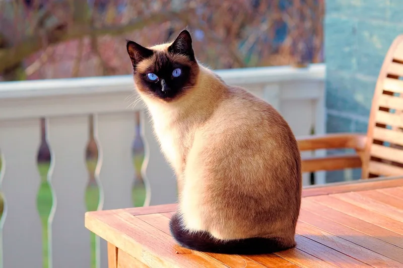 Gato siames