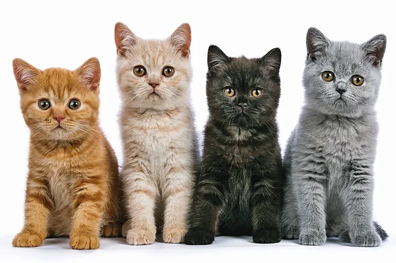 gatos de diferente color