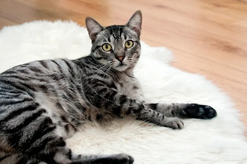 gato de color atigrado