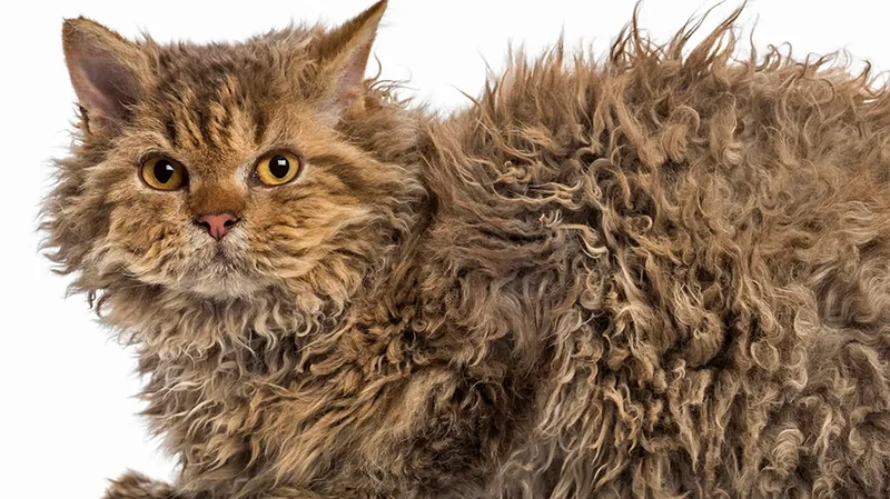 Gato Skookum de pelo rizado