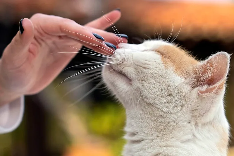 refuerzo positivo en gatos